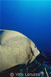 Angel Fish by Vito Lorusso 